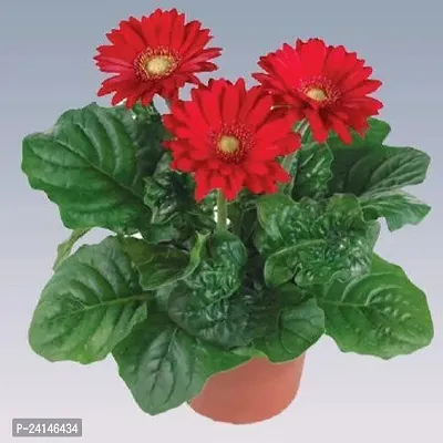 Gerbera Plant-thumb2