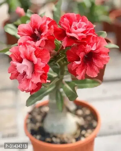 Natural Adenium Plant