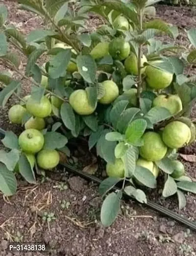 Natural Guava Plant