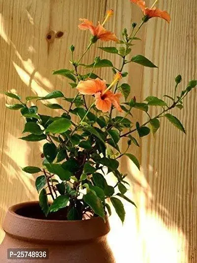 Hibiscus Plant