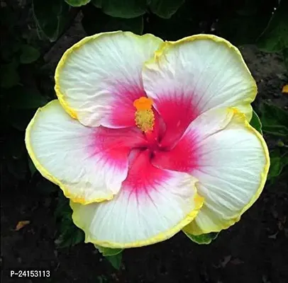 Hibiscus Plant