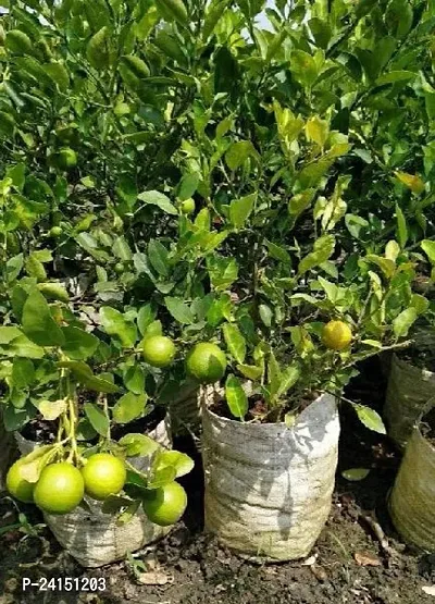 Lemon Plant