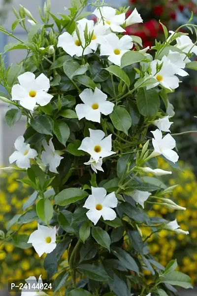 Mandevilla Plant