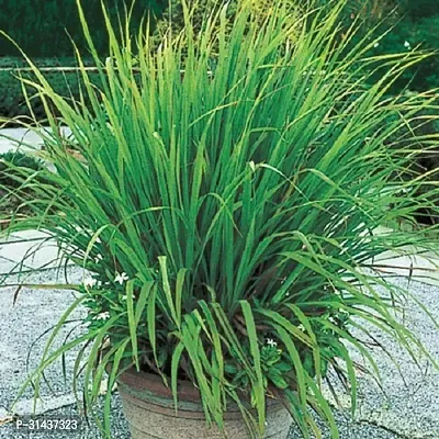 Natural Lemon Grass Plant-thumb0