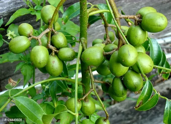 Natural Amra Plant