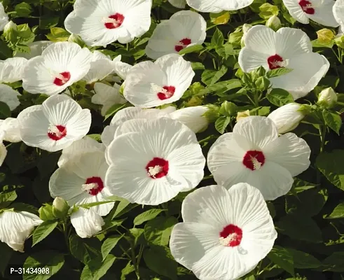 Natural Hibiscus Plant