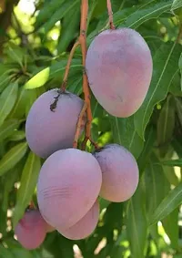 Natural Mango Plant-thumb1