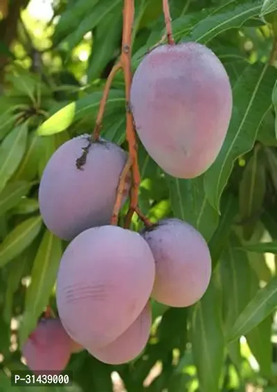 Natural Mango Plant-thumb2