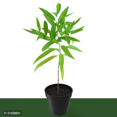 Natural White Sandalwood Plant-thumb0