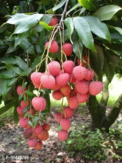 Natural Litchi Plant-thumb0