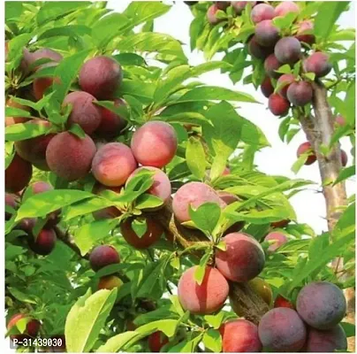 Natural Aloo Bukhara/Plum Plant-thumb0