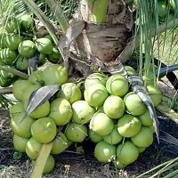 Natural Coconut Plant-thumb3