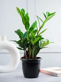 Zamia Plant-thumb1