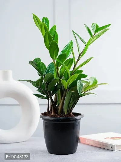 Zamia Plant-thumb2