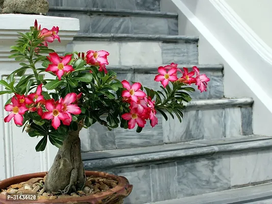 Natural Adenium Plant-thumb0