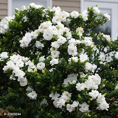 Natural Night Bloom Jasmine Plant-thumb0