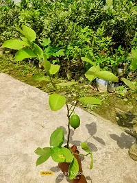 Natural Lemon Plant-thumb1