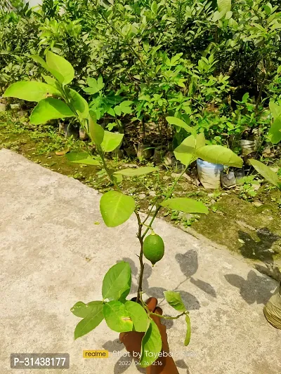 Natural Lemon Plant-thumb2