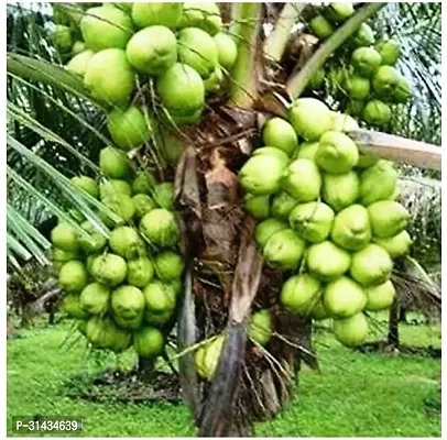 Natural Coconut Plant