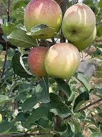 Natural Apple Plant-thumb1