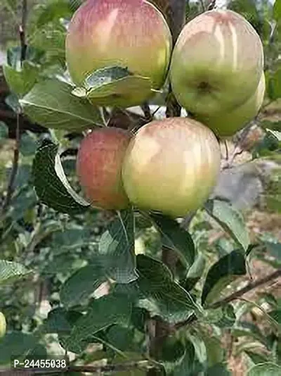 Natural Apple Plant-thumb2