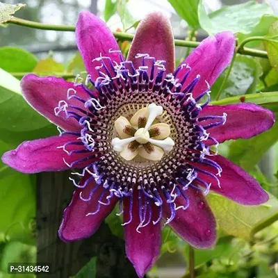 Natural Passion Plant