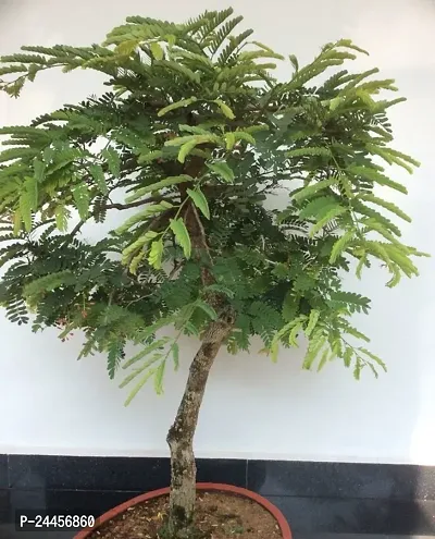 Natural Terminalia - Arjuna Plant