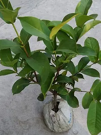 Natural Jamun Plant-thumb4