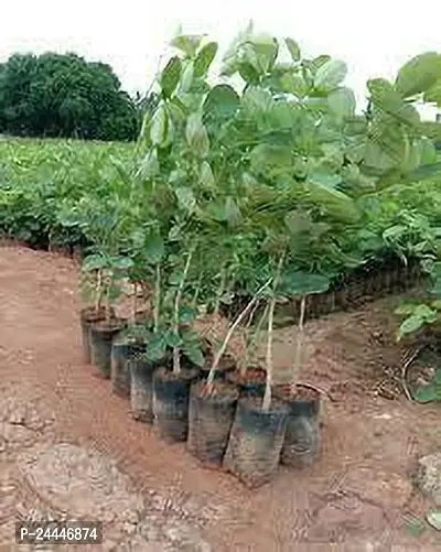 Natural Red Sandalwood Plant