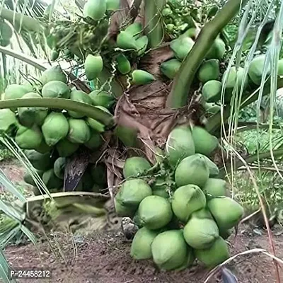 Natural Coconut Plant