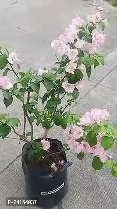 Bougainvillea Plant