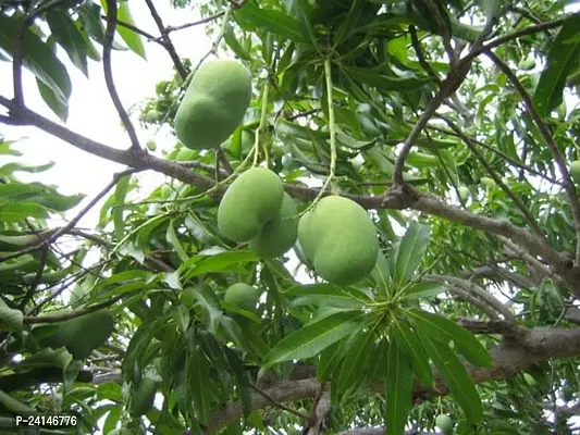 Mango Plant