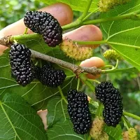 Natural Shahtoot/Mulberry Plant-thumb1