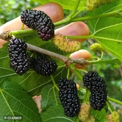 Natural Shahtoot/Mulberry Plant-thumb2