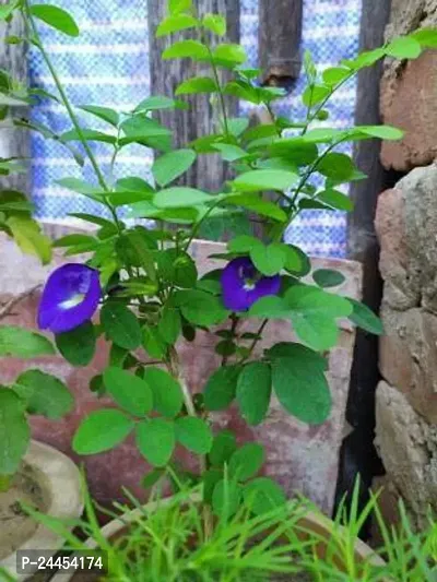 Natural Aparajita - Butterfly Pea Plant-thumb2