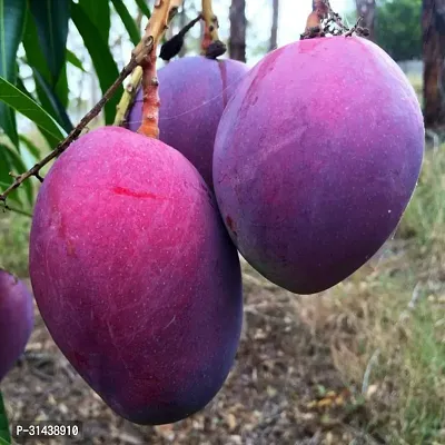 Natural Mango Plant-thumb0