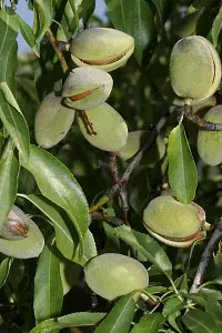 Natural Almond Plant-thumb2