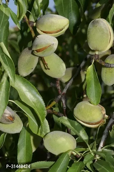 Natural Almond Plant-thumb3