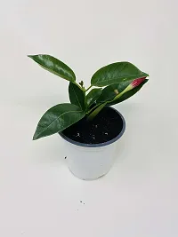 Natural Mandevilla Plant-thumb2