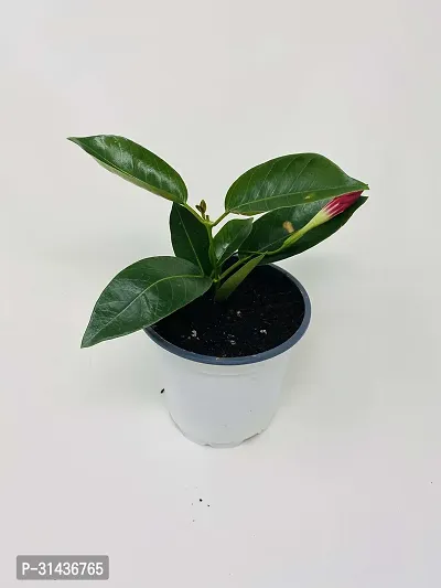 Natural Mandevilla Plant-thumb3