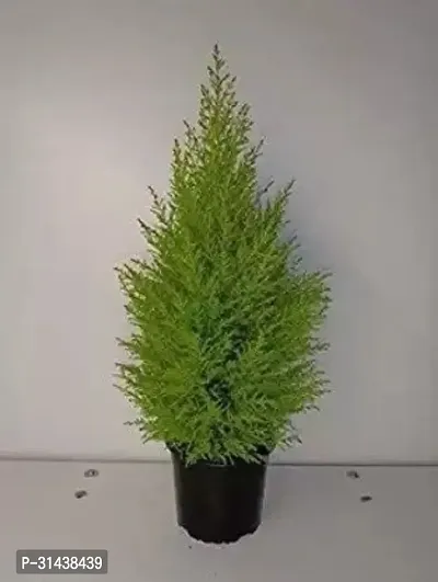 Natural Christmas Tree Plant-thumb0