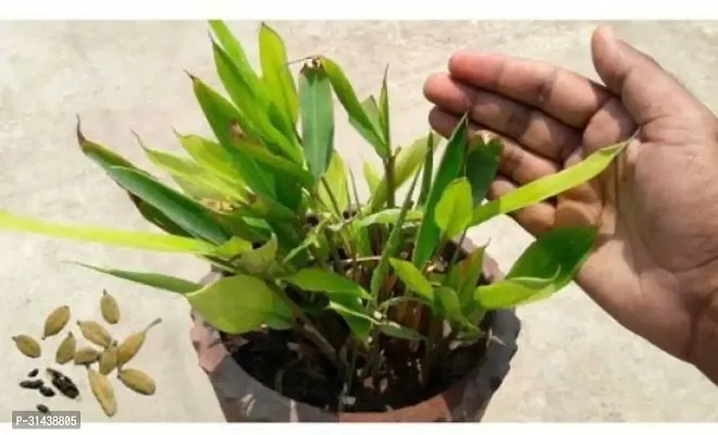 Natural Elaichi/Cardamom Plant-thumb0