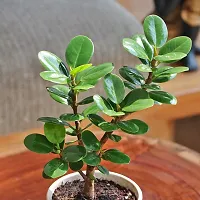 Ficus Plant-thumb1