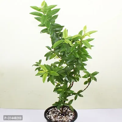 Natural Guava Plant-thumb2