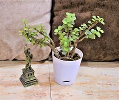 Natural Jade Plant-thumb1