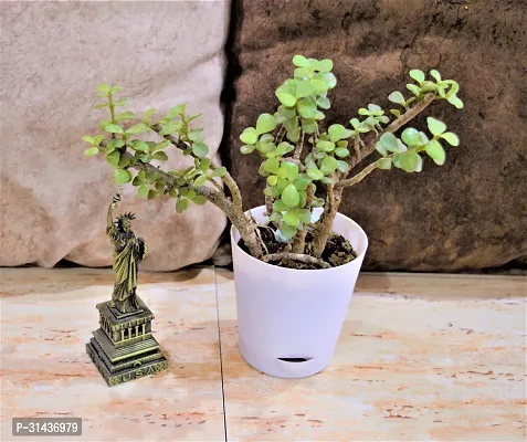 Natural Jade Plant-thumb2