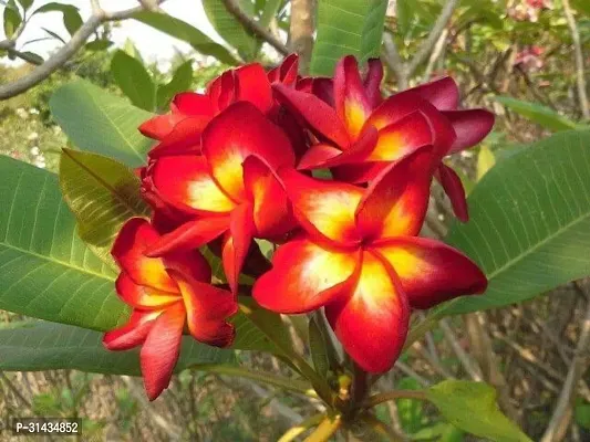 Natural Plumeria Plant