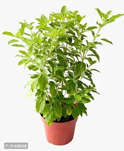 Natural Tulsi Plant-thumb0