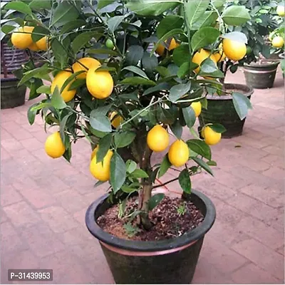 Natural Lemon Plant-thumb0