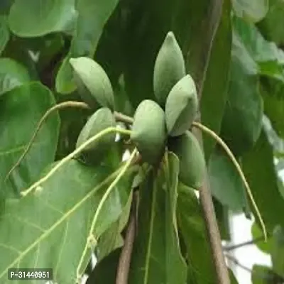 Natural Almond Plant-thumb0